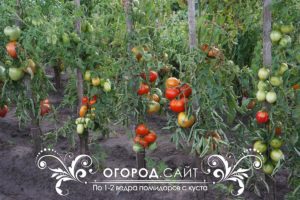 Урожайные сорта помидоров для открытого грунта