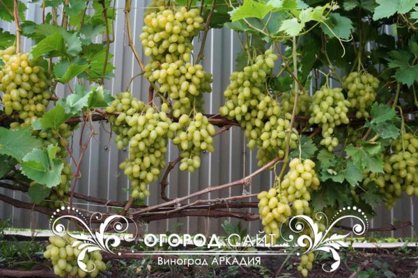 виноград сорт аркадия урожайность