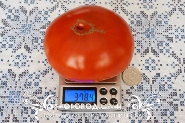pomidor-azorskiy-krasny-nevesa-1