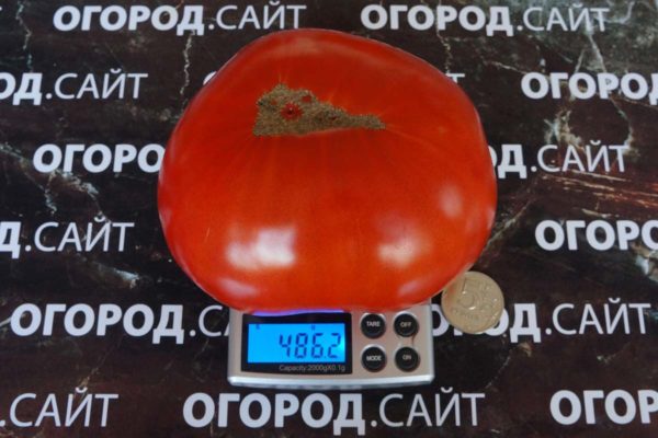 томат невис с азорских островов семена купить