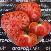 томат невис с азорских островов купить семена