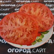 сорт томата башкирский красавец семена купить