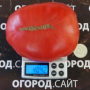 томат башкирский красавец купить семена