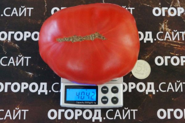 томат башкирский красавец купить семена