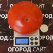 pomidor-vosmerka-1.jpg