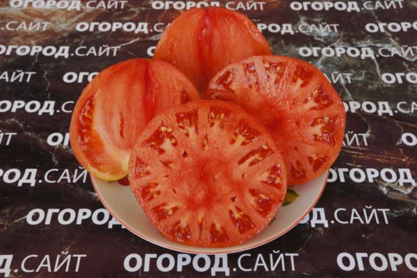 pomidor-vosmerka-2