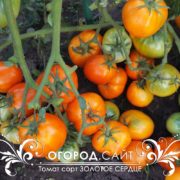 Томат Золотое сердце семена купить