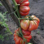 pomidor_akkordeon_rozovy_1