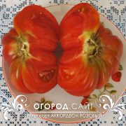 pomidor_akkordeon_rozovy_5