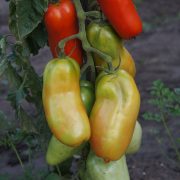 томат реторта из анд отзывы фото урожайность