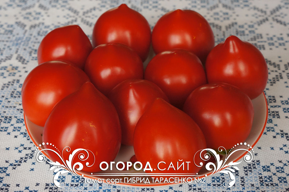 Гибрид Тарасенко 2 томат купить семена. Гибрид тарасенко 2
