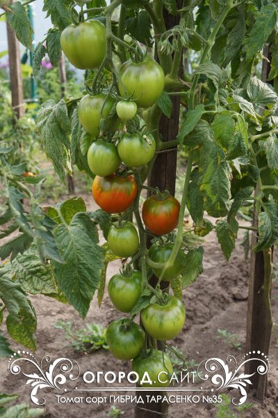 pomidor_gibrid_tarasenko_35_3