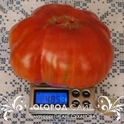 pomidor_gigant_suhanova_1