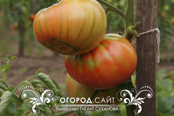 pomidor_gigant_suhanova_6