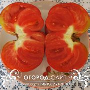 pomidor_gribnoe_lukoshko_4