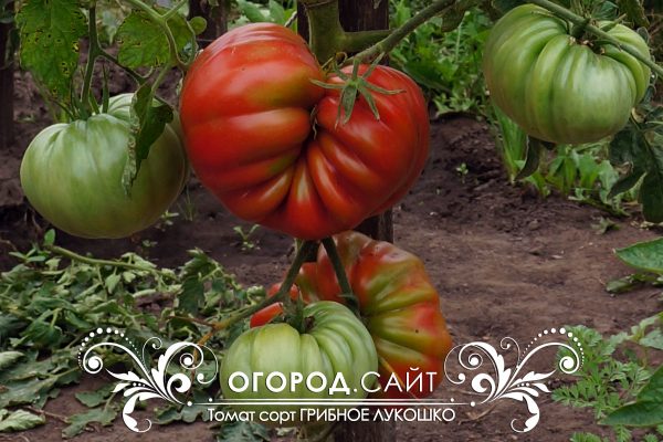 pomidor_gribnoe_lukoshko_5