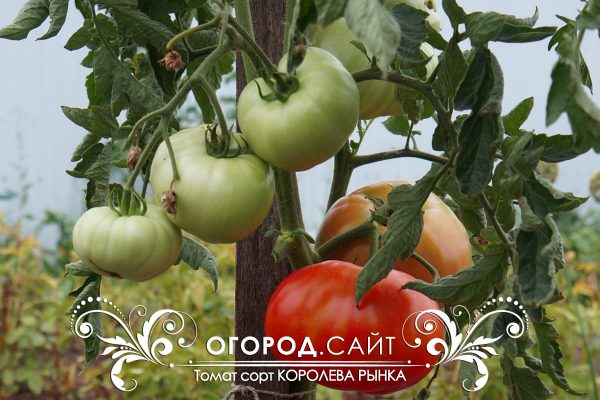 pomidor_koroleva_rynka_6
