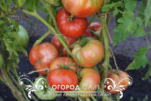 pomidor-leningradsky-gigant-1