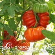 Томат сорт Лотарингская красавица купить семена