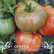 Томат Машенька купить семена