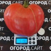 сорт томатов минусинский гигант
