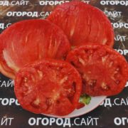 купить семена томатов гигантов минусинские