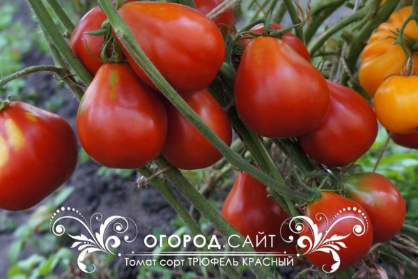 pomidor-trufel-krasny-2
