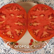 pomidor_krasny_lizin_4