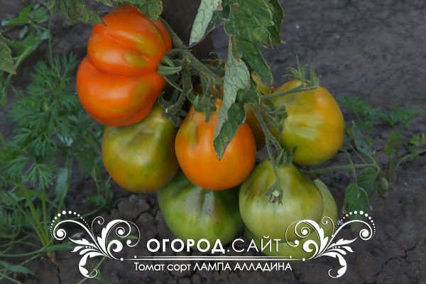 pomidor_lampa_alladina_2