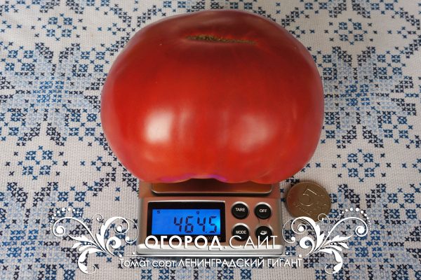 pomidor_leningradsky_gigant_1
