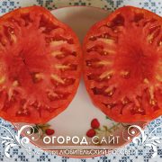pomidor_lyubitelskiy_rozovy_5