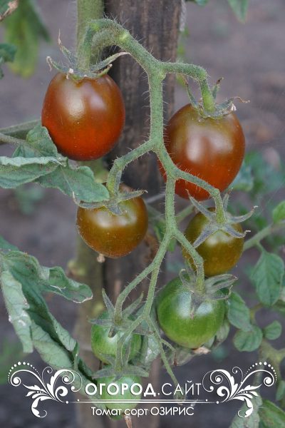 pomidor_oziris_1