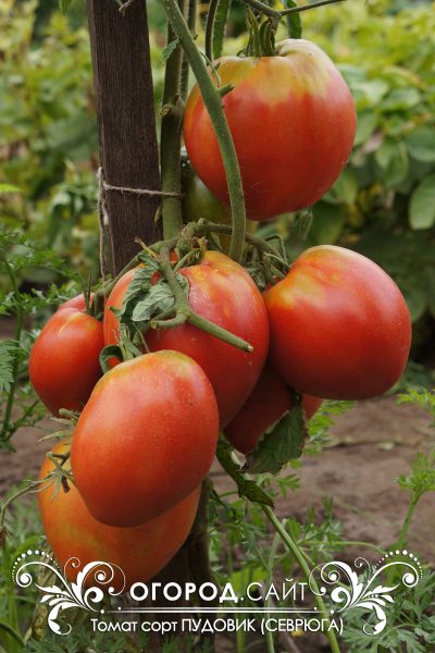 pomidor_pudovik_4