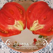 pomidor_puzata_hata_4