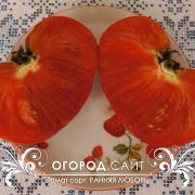 pomidor_rannyaya_lubov_4