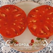 pomidor_serdtse_kenguru_5