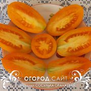 pomidor_sosulka_oranzhevaya_2