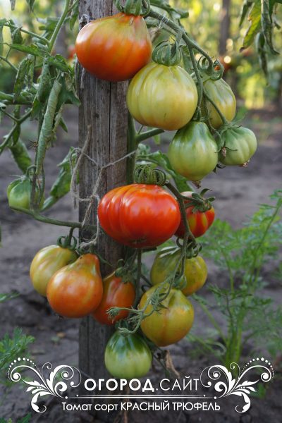 pomidor_trufel_krasny_1