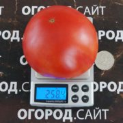 pomidor-altayskiy-rozovy-3
