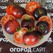 томат сорта аметистовая драгоценность купить семена