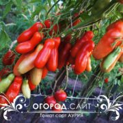 семена томата аурия купить почтой