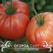 Помидор сорт Авентюняй купить семена