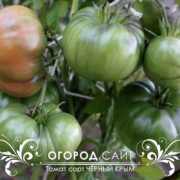 томат крымский черный семена купить