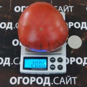 томат сорт крымский черный купить семена