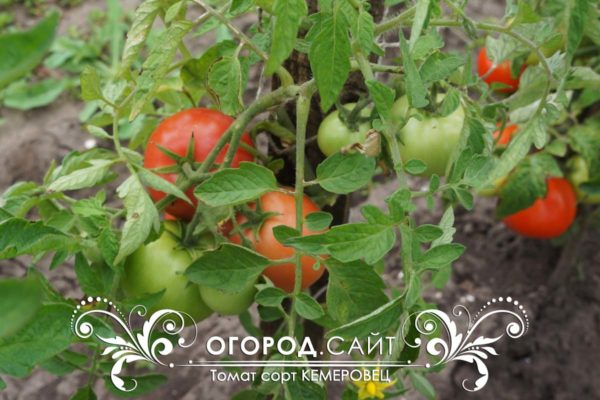 pomidor-kemerovets-1