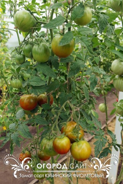 pomidor-kubinskiy-fioletovy-3