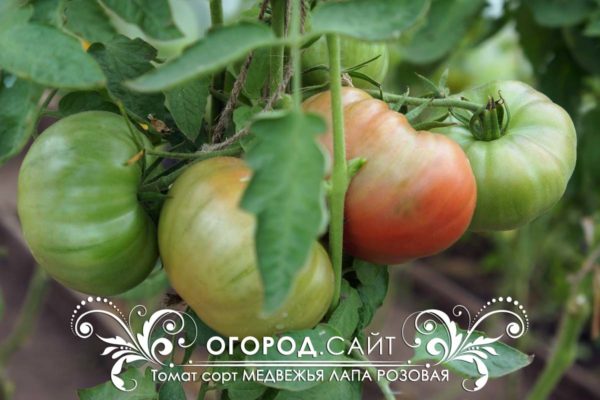 pomidor-medvezhya-lapa-rozovaya-1