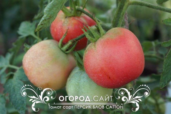pomidor-persik-blov-satton-4