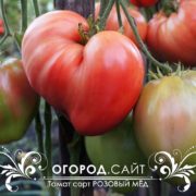 томат розовый мед купить семена