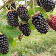 Ежевика Коламбия Стар купить недорого